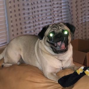 Meet your Posher, Nick